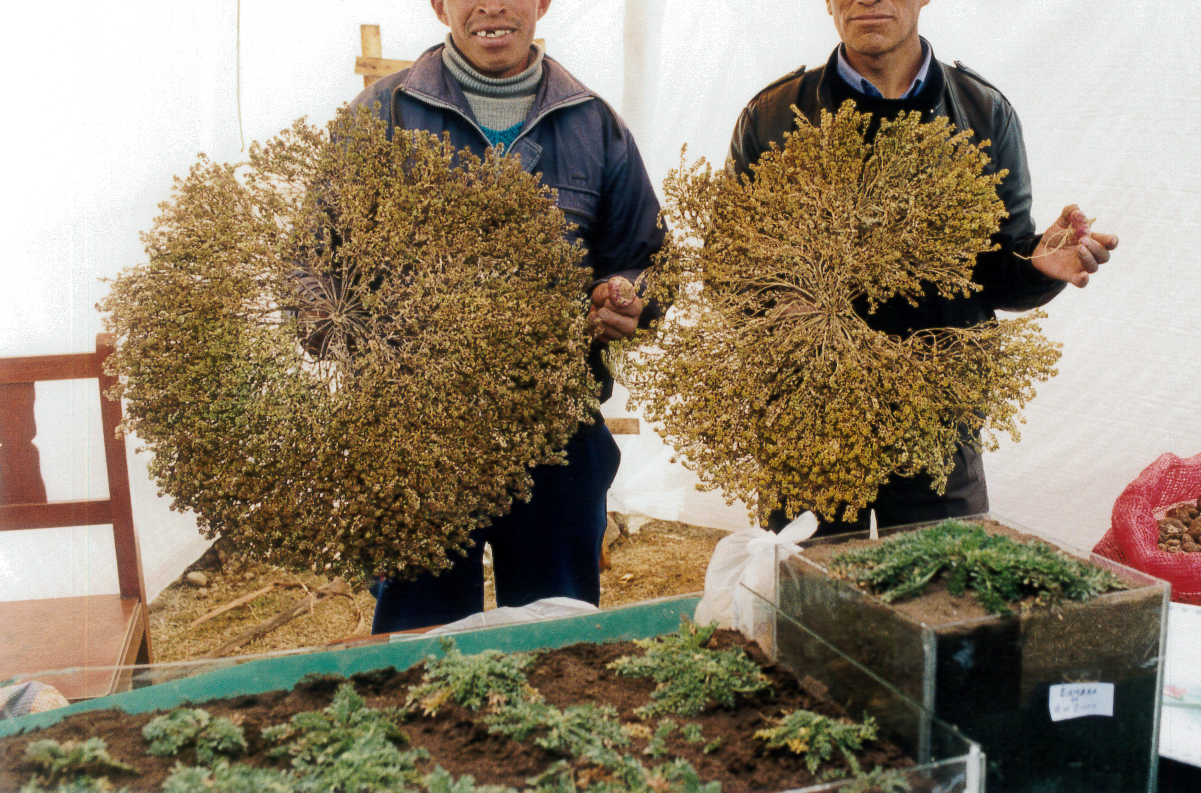 種を実らせたマカの株を手にする現地の生産者