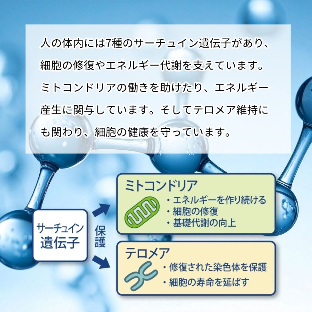 サーチュイン遺伝子とは