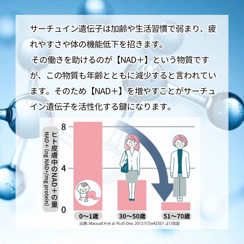 サーチュイン遺伝子とは