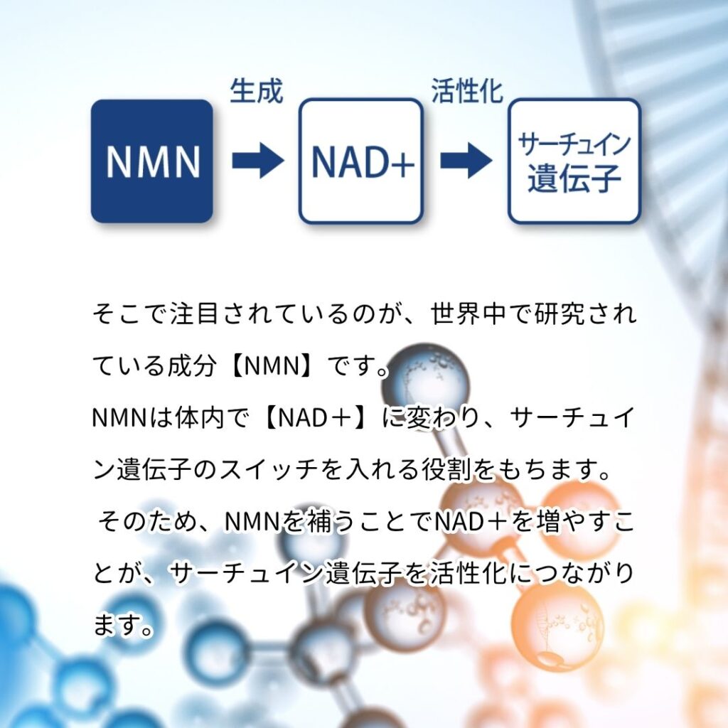 サーチュイン遺伝子とは